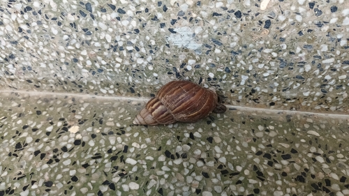 African Giant Snail