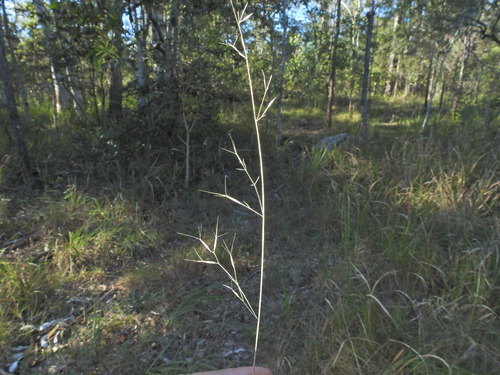 Aristida calycina observed 2026-05-20