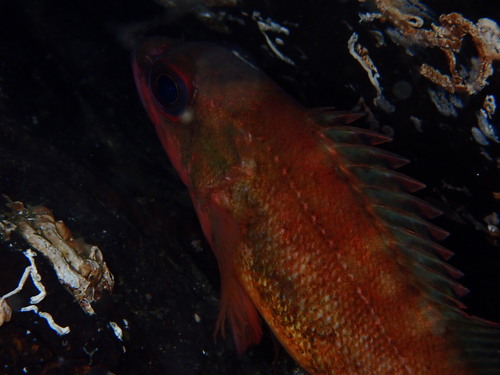 Puget Sound rockfish (Sebastes emphaeus) — Sebastidae — 3