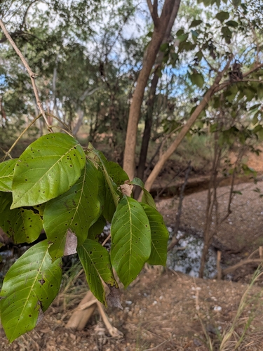 Vitex glabrata observed 2026-05-20