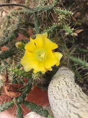 Opuntia repens