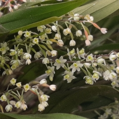 Scaphyglottis micrantha