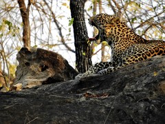 Panthera pardus fusca