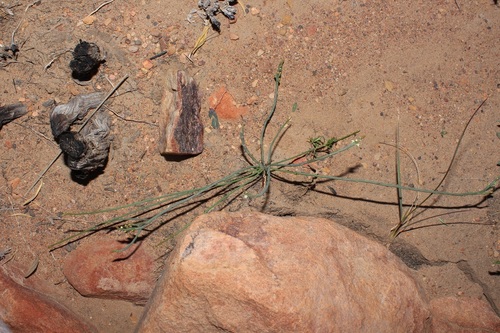 Image of Thesium flexuosum by (c) Brian du Preez, some rights reserved (CC BY-SA)