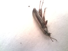 Selenophorus
