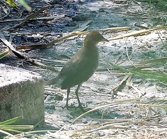 Laterallus leucopyrrhus