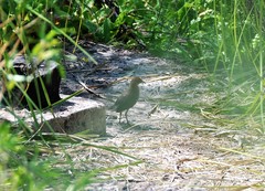 Laterallus leucopyrrhus