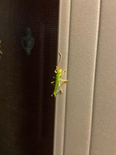 iNaturalist observation photo of Timemas