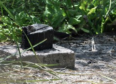 Laterallus leucopyrrhus