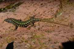 Podarcis muralis