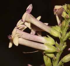 Freylinia densiflora