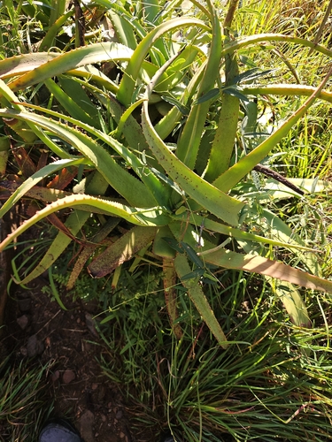 Aloe spicata, photograph 4