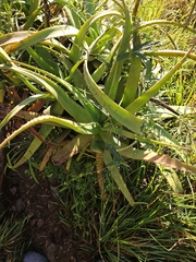 Aloe spicata, photograph (c) Mark Costello, some rights reserved (CC BY)