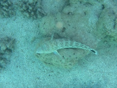 Parapercis hexophtalma