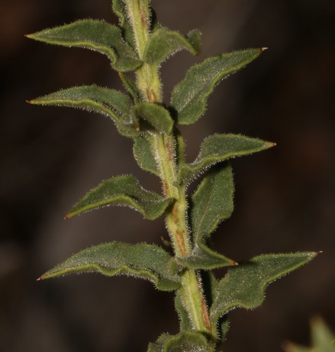 Image of Freylinia decurrens by (c) Brian du Preez, some rights reserved (CC BY-SA)