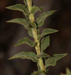 Freylinia densiflora