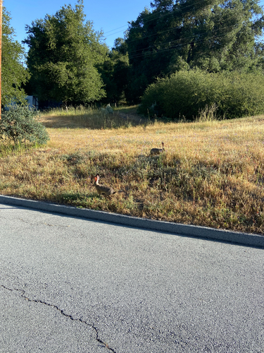 iNaturalist observation photo of Black-tailed Jackrabbit