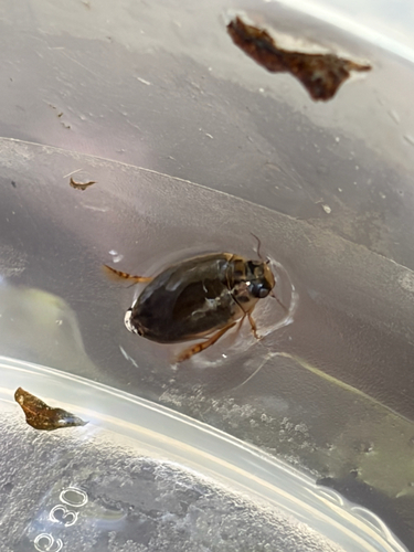 Rhantus gutticollis