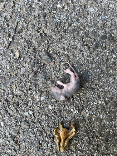 iNaturalist observation photo of Placental Mammals