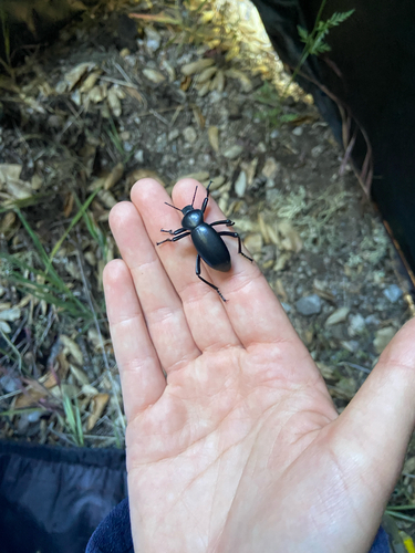 iNaturalist observation photo of Darkling Beetles