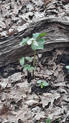 Trillium erectum erectum