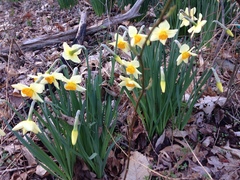 Narcissus × incomparabilis