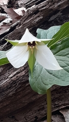 Trillium erectum erectum