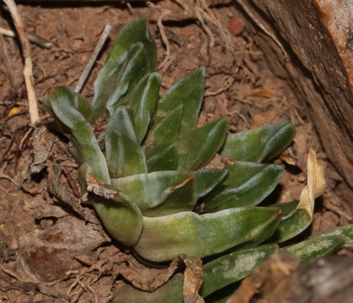 High Haworthia (Haworthia zantneriana)