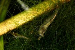 Neocaridina davidi