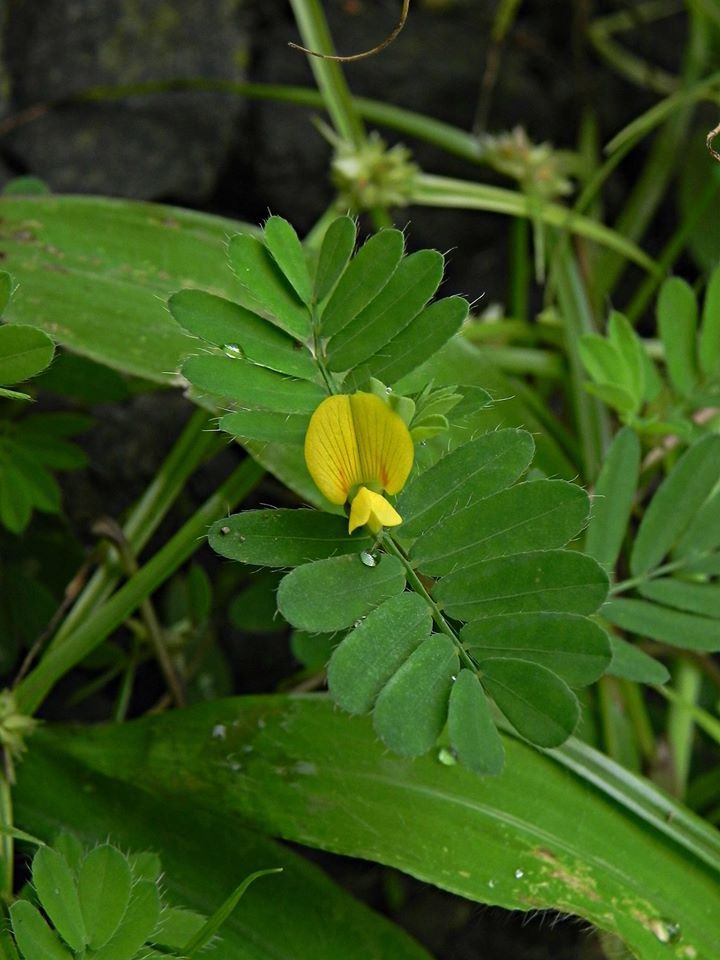 Smithia conferta (Smithia conferta)