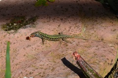 Podarcis muralis