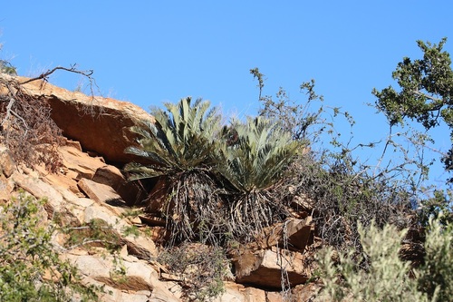 Image of Encephalartos lehmannii by (c) Brian du Preez, some rights reserved (CC BY-SA)