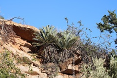 Encephalartos lehmannii