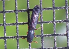 Colydium lineola