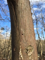 Agrilinae