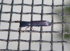Colydium lineola
