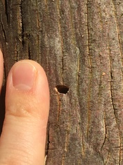 Agrilinae