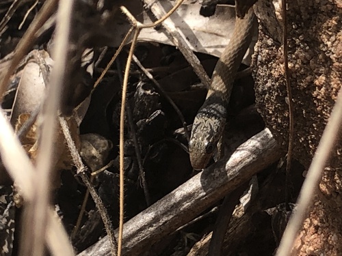 Sombre Whipsnake