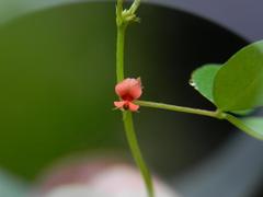 Indigofera trifoliata