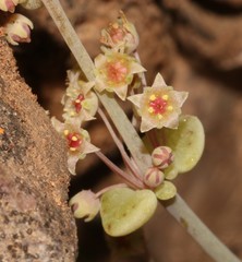 Crassula nemorosa
