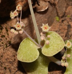 Crassula nemorosa