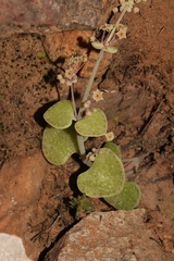 Crassula nemorosa