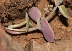 Crassula nemorosa