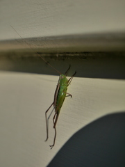 Conocephalus albescens