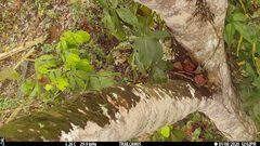 Pheugopedius sclateri