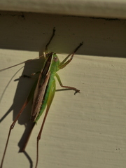 Conocephalus albescens