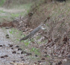 Sciurus niger niger