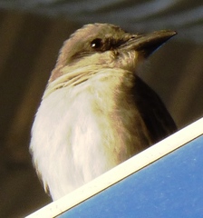 Tyrannus dominicensis