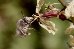 Anthophora plumipes
