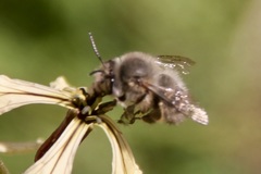 Anthophora plumipes